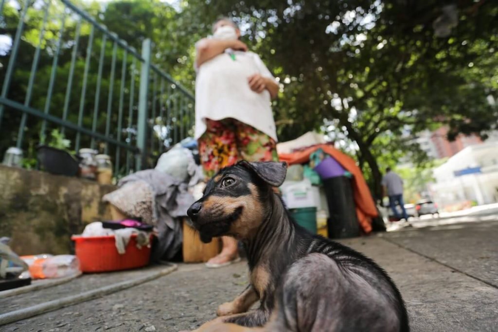 Filhote de cachorro