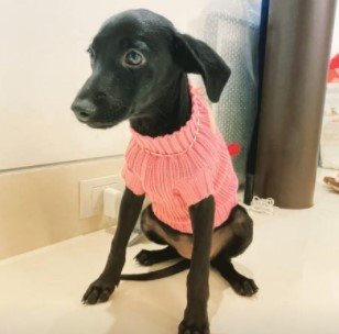 Nova cachorrinha de Angélica