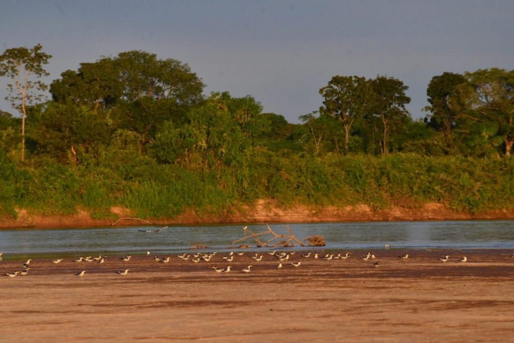 Aves no Rio Araguaia, em Goiás