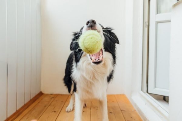 cachorro com bola