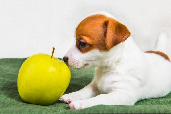Cachorro com maçã verde