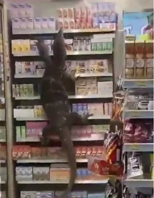 Dragão de Komodo invade mercado na Tailândia