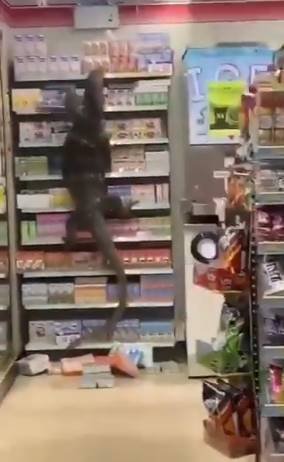 Dragão de Komodo invade mercado na Tailândia