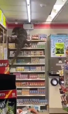 Dragão de Komodo invade mercado na Tailândia