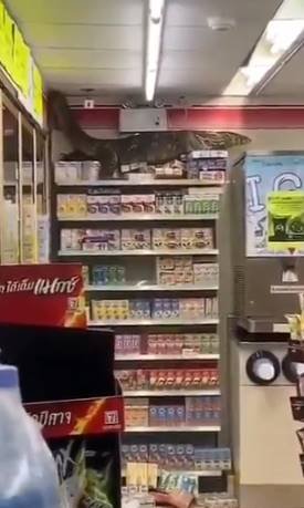 Dragão de Komodo invade mercado na Tailândia