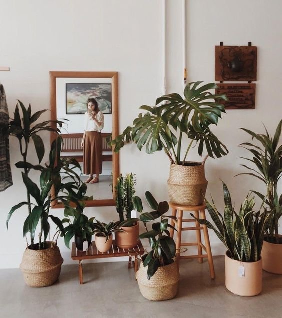 Plantas na sala
