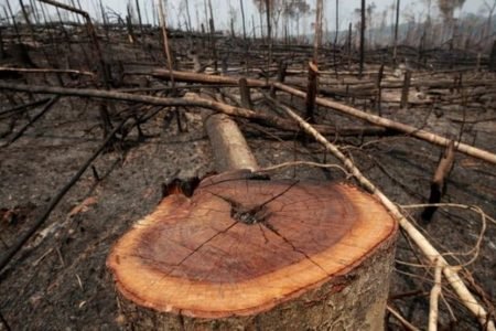 Março de 2021 bate recorde em alertas de desmatamento na Amazônia