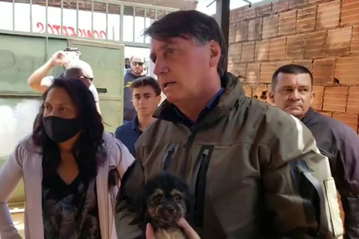 Cachorro comendo o cu do outro