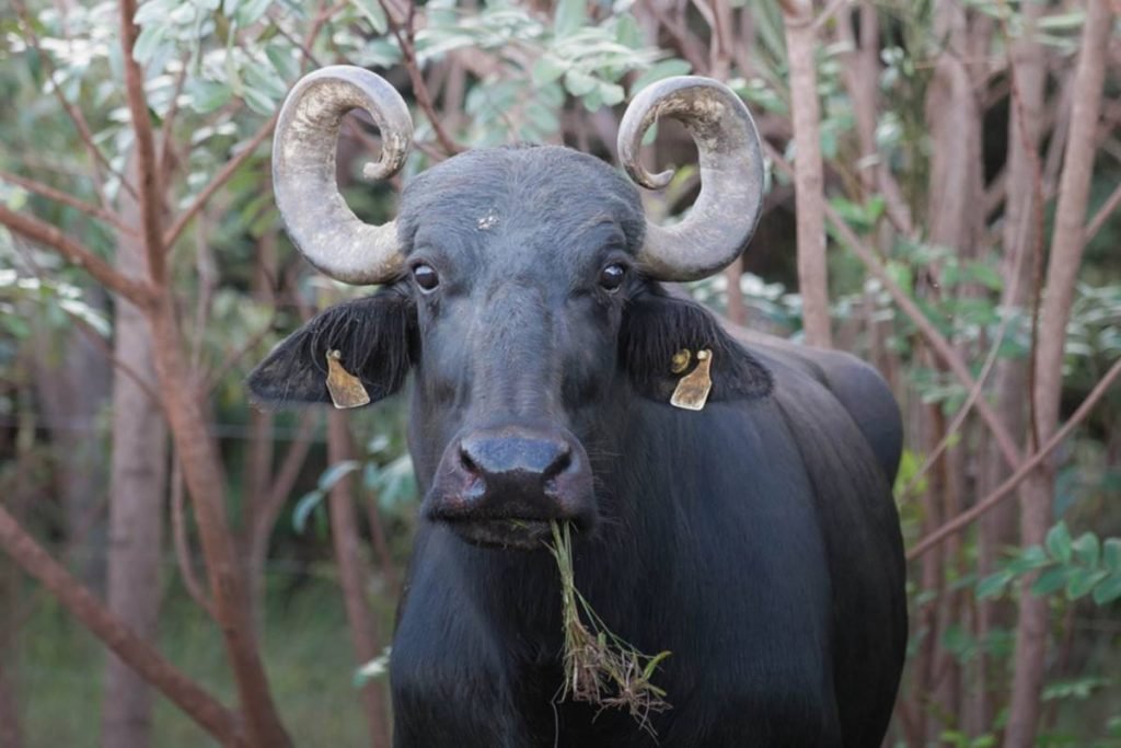 búfalo que integra grupo de animais que seria transportado para dentro do território kalunga em cavalcante, goiás
