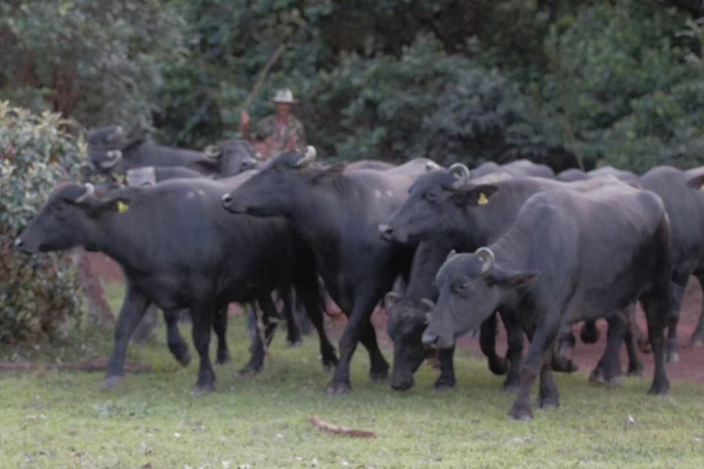 búfalo que integra grupo de animais que seria transportado para dentro do território kalunga em cavalcante, goiás
