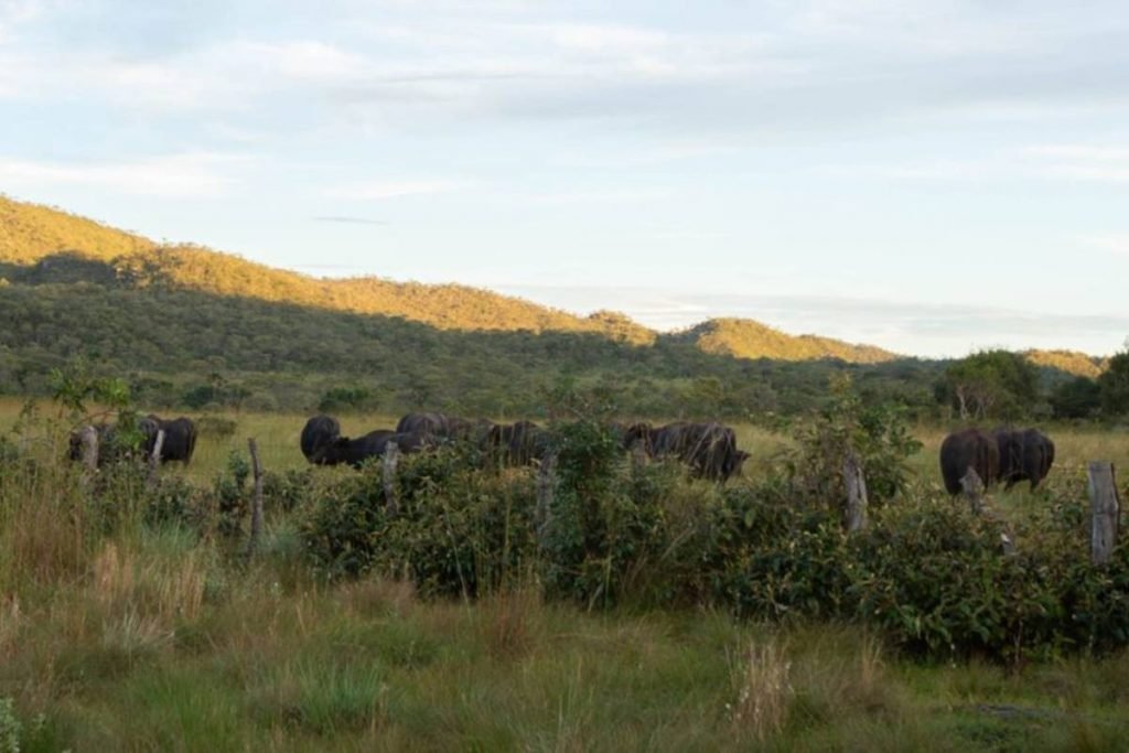 búfalo que integra grupo de animais que seria transportado para dentro do território kalunga em cavalcante, goiás