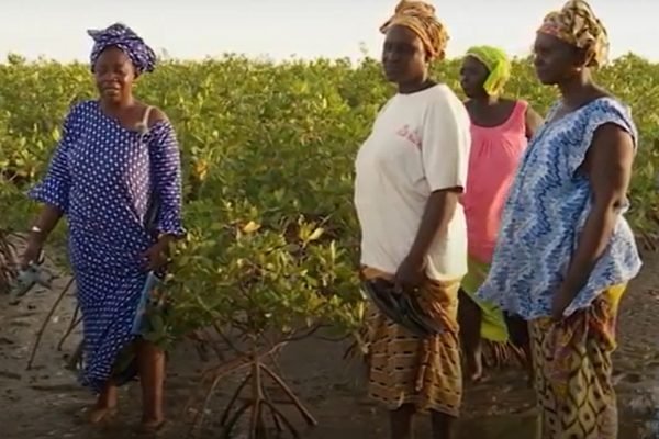 Mulheres cuidam do mangue no Senegal