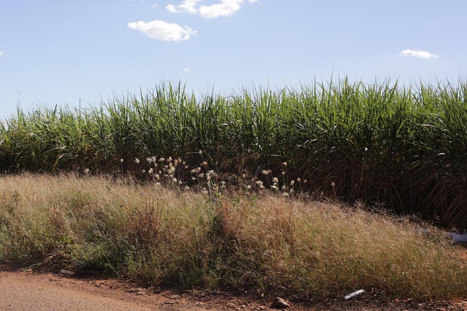 A cidade quer deixar de depender apenas da indústria de processamento da cana