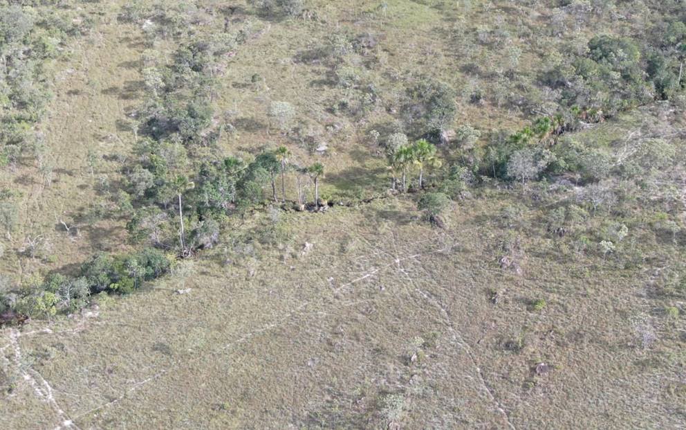 Búfalos enfileirados em fazenda de sítio histórico kalunga, em GO