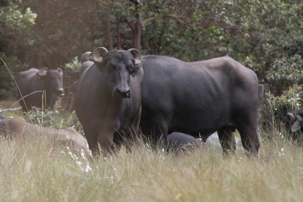 Búfalos são pivô de polêmica em sítio kalunga, na região da Chapada dos Veadeiros (GO)