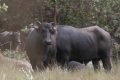 Búfalos são pivô de polêmica em sítio kalunga, na região da Chapada dos Veadeiros (GO)