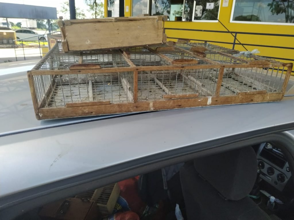 goias prf apreende cerca de 300 aves silvestres amontoadas dentro de veículo
