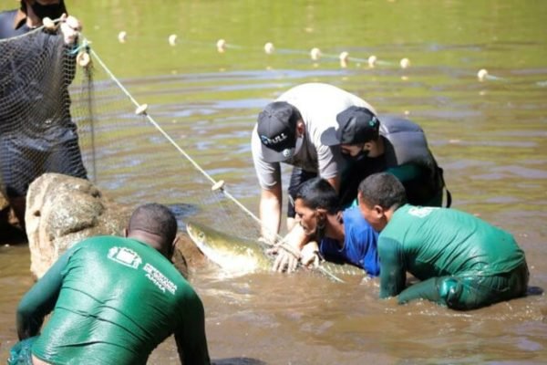 goias pirarucu é resgatado de lago em goiania
