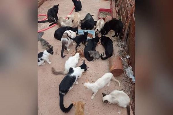 Dona de casa se desdobra para alimentar 71 pets resgatados em MS