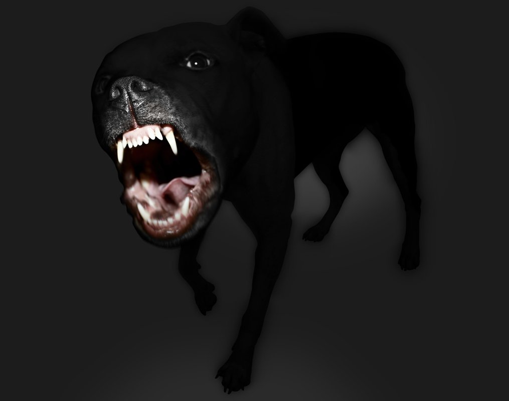 Cachorro bravo
