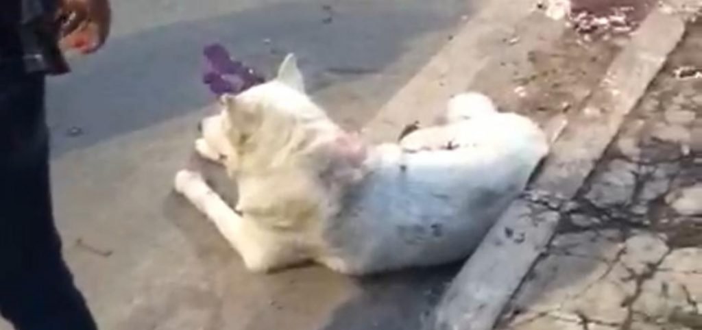 Cachorro é atropelado por ônibus