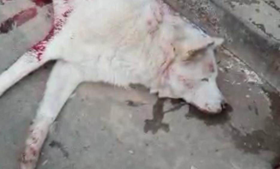 Cachorro é atropelado por ônibus