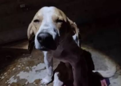 Fofinho