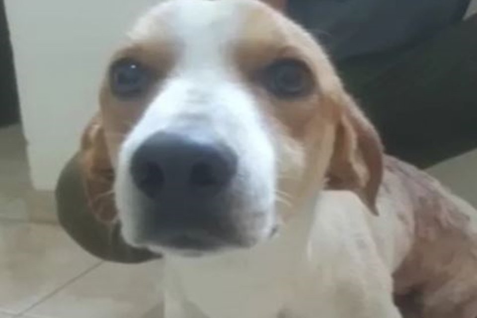 Fofinho