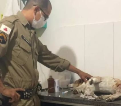 Fofinho