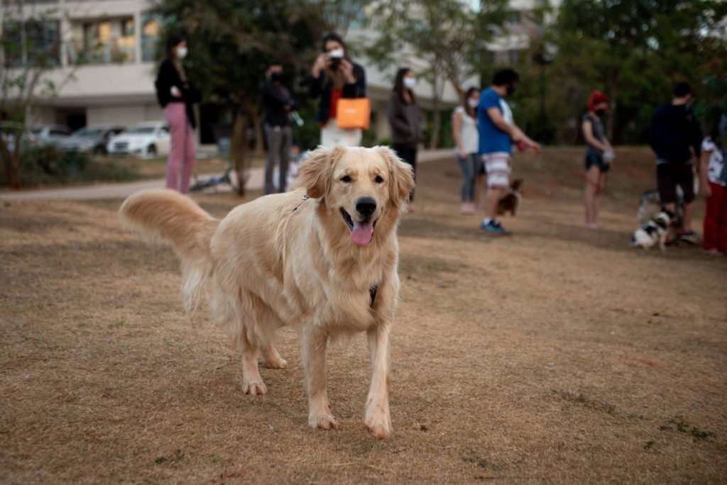Pet