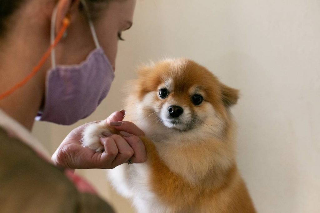 Pet