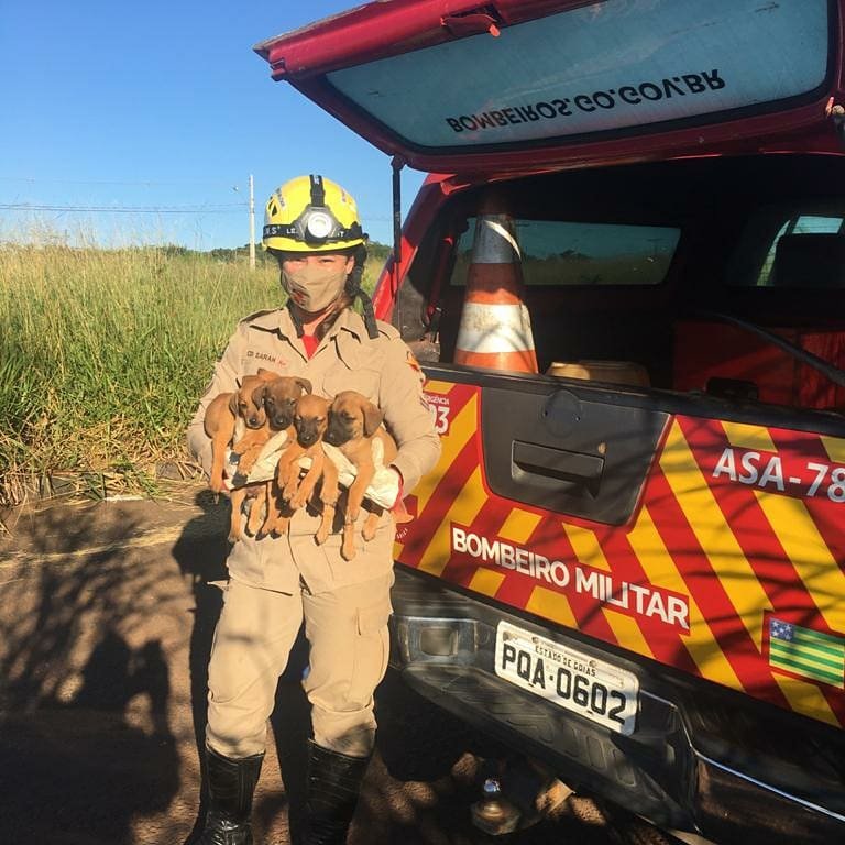 goias filhotes de cachorro resgatados pelo corpo de bombeiros