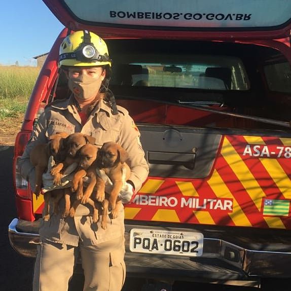 goias filhotes de cachorro resgatados pelo corpo de bombeiros