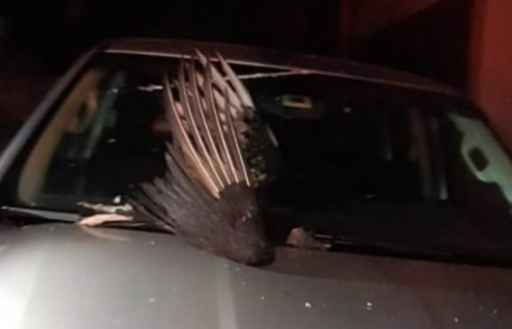 Urubu que bateu em rede elétrica em Catalão