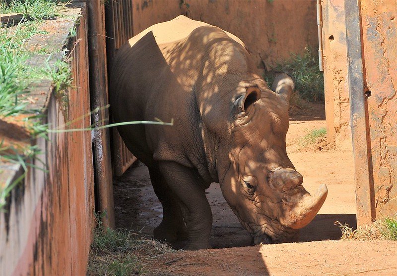 Alguns animais do Zoo possuem nome