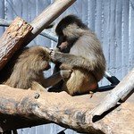 Alguns animais do Zoo possuem nome