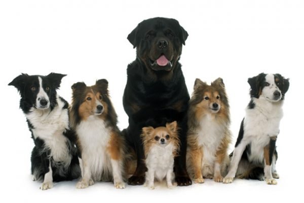 Cachorros de diferentes tamanhos e raças