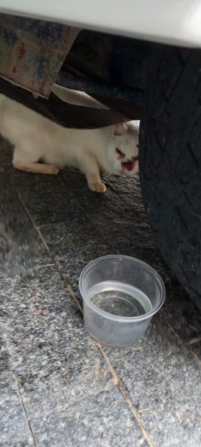 gato