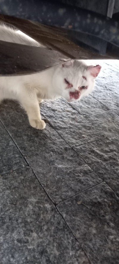 gato
