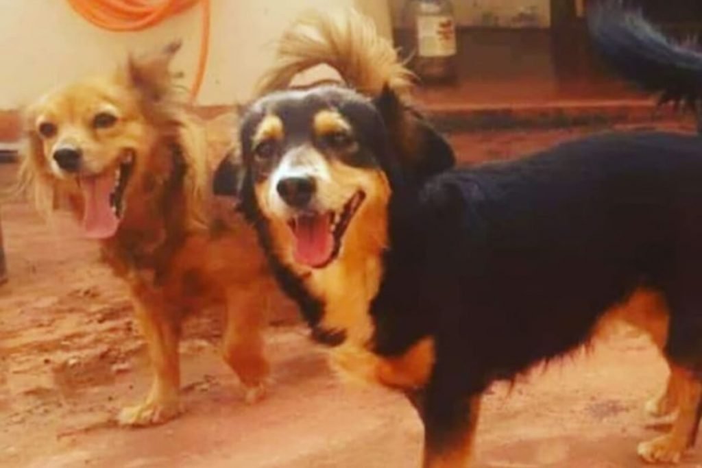 Cachorras Blue e Babalu