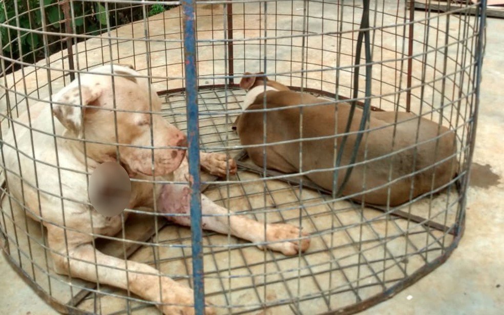 goias animais resgatados usados em rinha