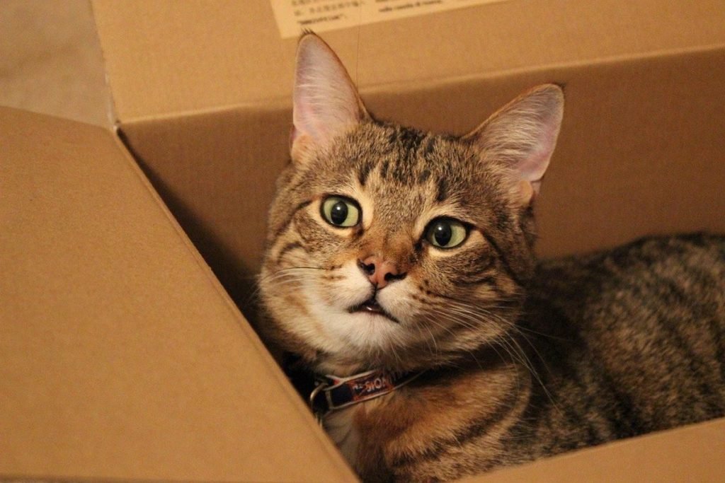 Gato dentro de caixa de papelão