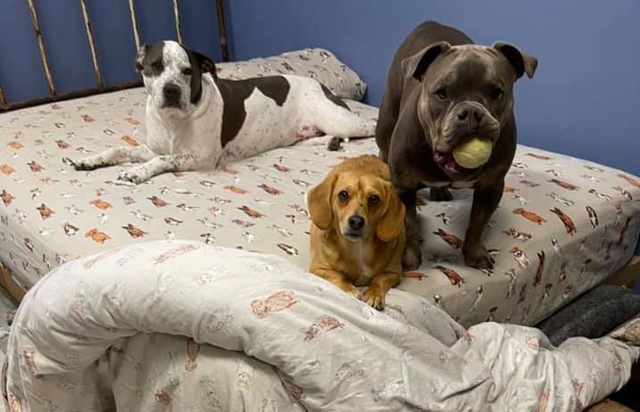 Narwhal, o cãozinho unicórnio