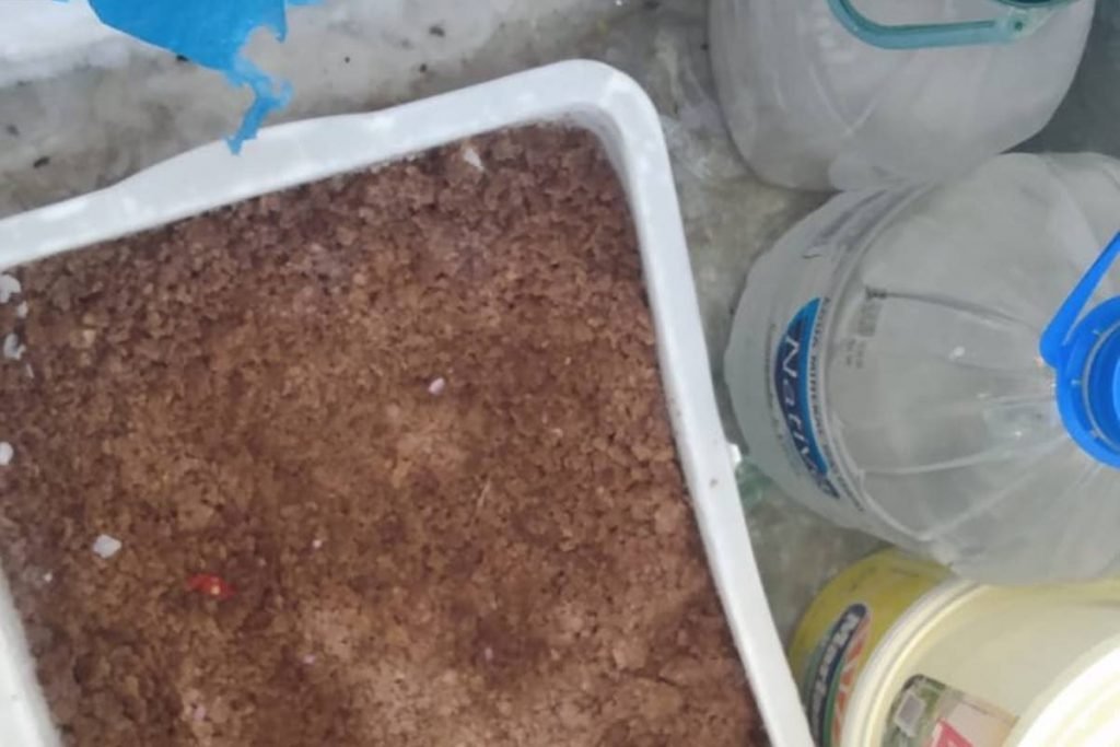 Polícia encontra até mosca congelada entre produtos de fábrica clandestina de paste em goiânia