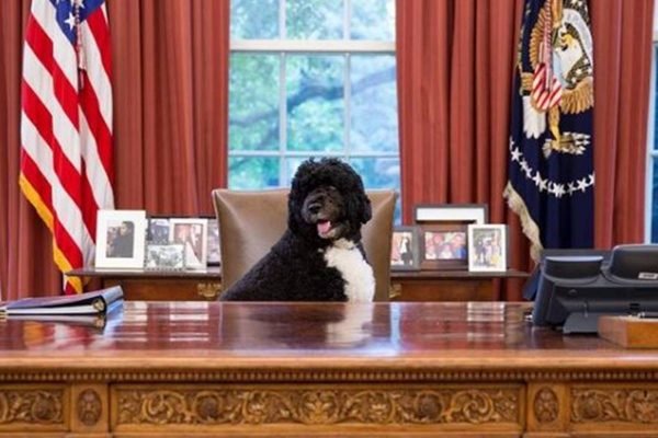 Cão sentado em cadeira na Casa Branca