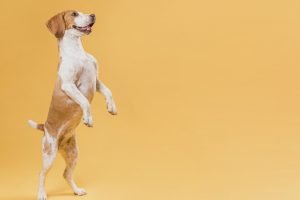 Cachorro em pé