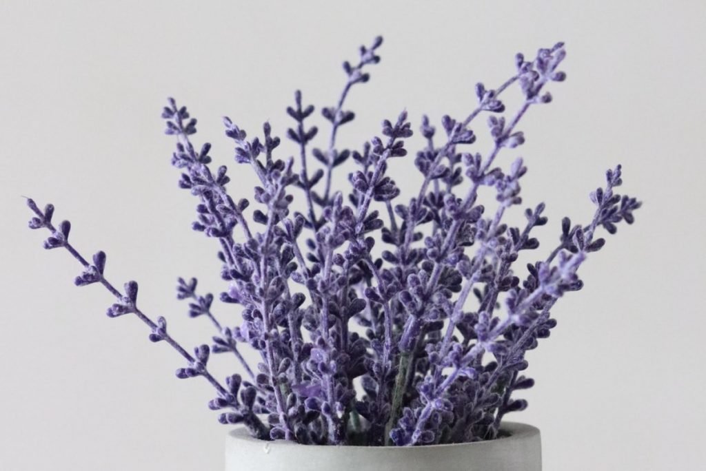lavanda