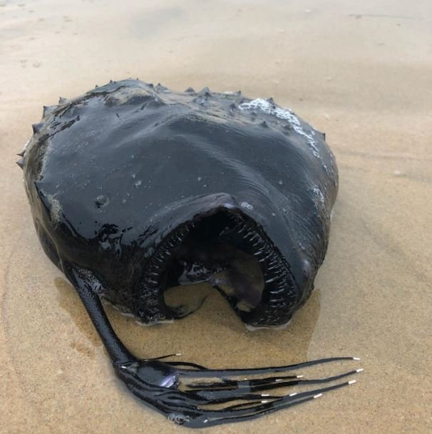 Diabo-marinho foi encontrado na California