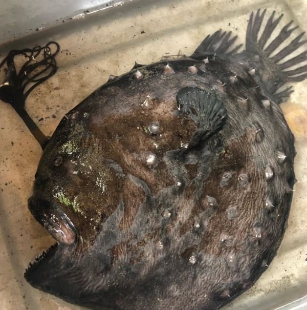 Peixe alcança 24cm