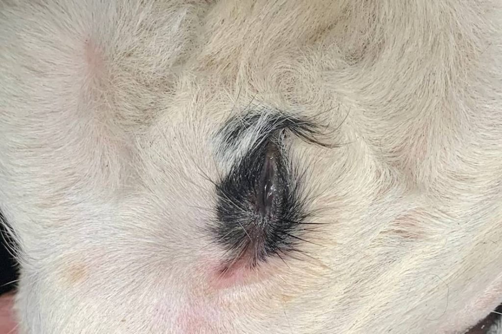 Bezerro de três olhos